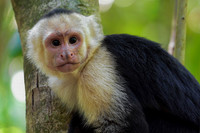 White-faced capuchin monkey, Manuel Antonio National Park
