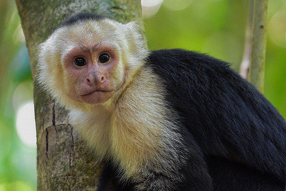 White-faced capuchin monkey, Manuel Antonio National Park