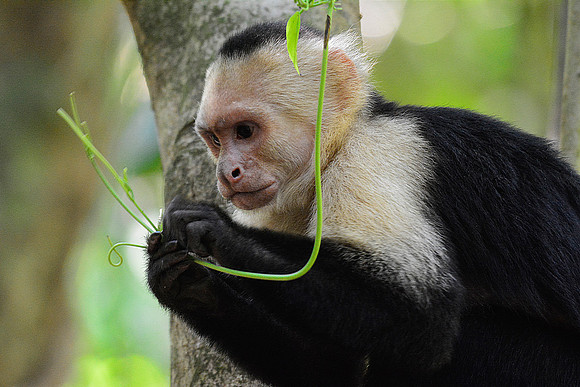 White-faced capuchin monkey, Manuel Antonio National Park