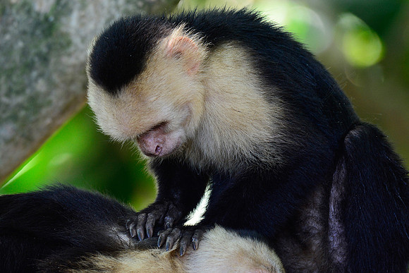 White-faced capuchin monkey, Manuel Antonio National Park