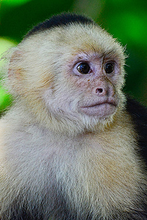 White-faced capuchin monkey, Manuel Antonio National Park