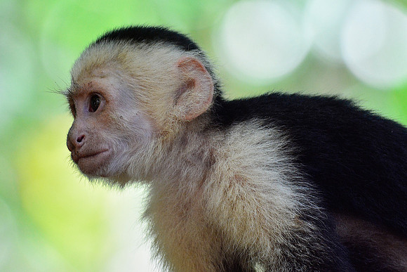 White-faced capuchin monkey, Manuel Antonio National Park