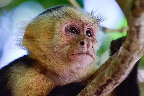 White-faced capuchin monkey, Manuel Antonio National Park