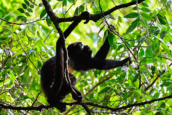 Mantled howler monkey, Corcovado National Park