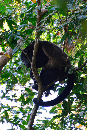 Mantled howler monkey, Manuel Antonio National Park