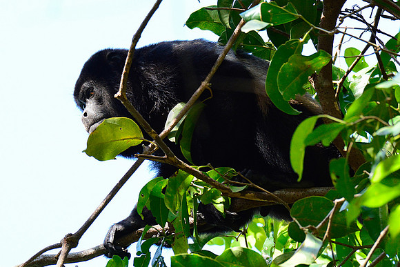 Mantled howler monkey, Manuel Antonio National Park