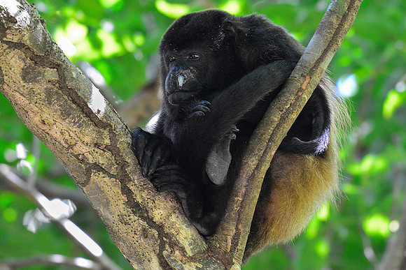Mantled howler monkey, Manuel Antonio National Park