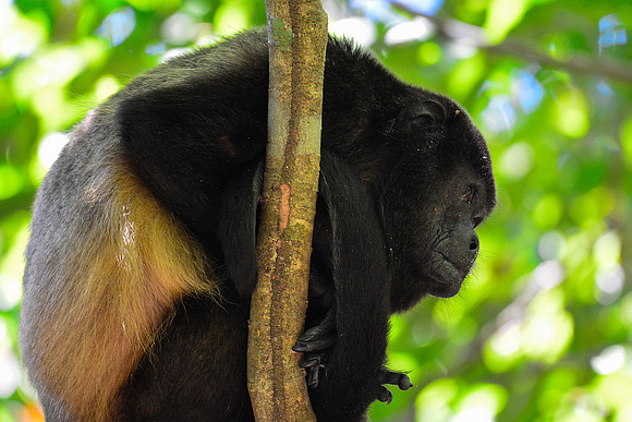 Mantled howler monkey, Manuel Antonio National Park