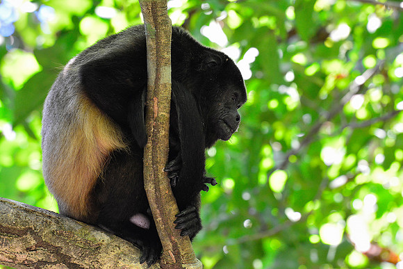 Mantled howler monkey, Manuel Antonio National Park