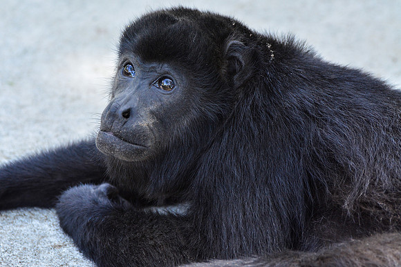 A young mantled howler monkey wandering freely through the Las Pumas Rescue Centre, Canas