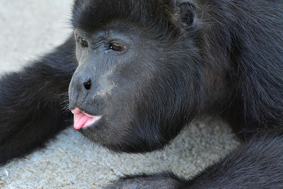 A young mantled howler monkey wandering freely through the Las Pumas Rescue Centre, Canas