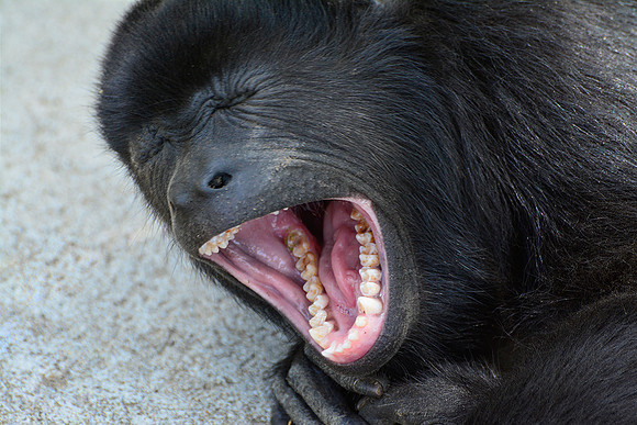 A young mantled howler monkey wandering freely through the Las Pumas Rescue Centre, Canas