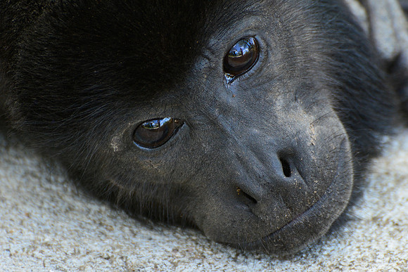 A young mantled howler monkey wandering freely through the Las Pumas Rescue Centre, Canas