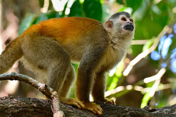 Central American squirrel monkey, Manuel Antonio National Park