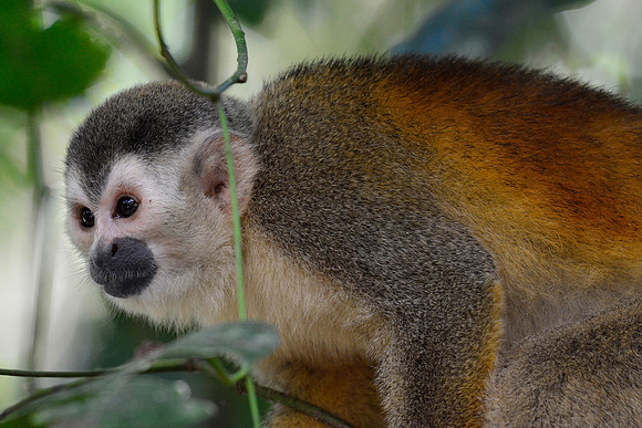Central American squirrel monkey, Manuel Antonio National Park