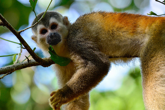 Central American squirrel monkey, Manuel Antonio National Park