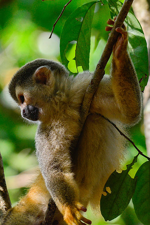Central American squirrel monkey, Manuel Antonio National Park
