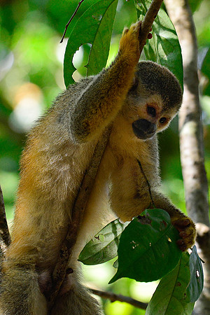 Central American squirrel monkey, Manuel Antonio National Park