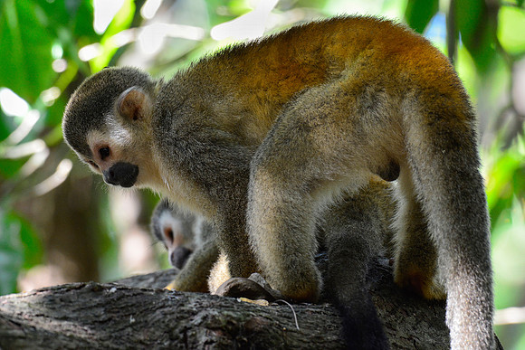 Central American squirrel monkey, Manuel Antonio National Park