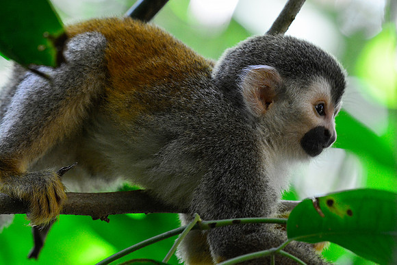 A young Central American squirrel monkey, Manuel Antonio National Park