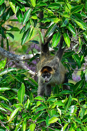 Geoffroy's spider monkey, Rincón de la Vieja National Park