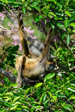 Geoffroy's spider monkey, Rincón de la Vieja National Park