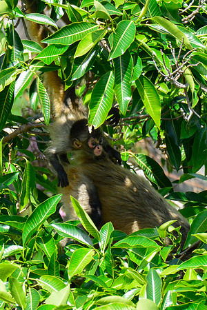 A baby Geoffroy's spider monkey on its mother's back, Rincón de la Vieja National Park