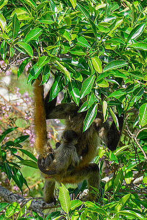 A baby Geoffroy's spider monkey on its mother's back, Rincón de la Vieja National Park