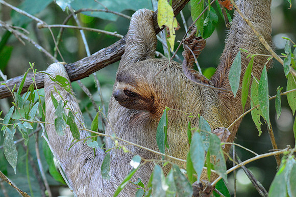 Brown-throated three-toed sloth, Manuel Antonio National Park