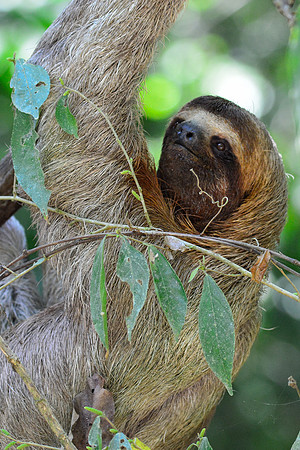 Brown-throated three-toed sloth, Manuel Antonio National Park