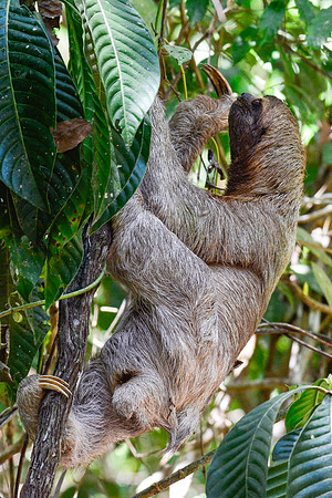 Brown-throated three-toed sloth, Manuel Antonio National Park