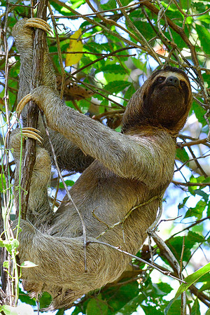 Brown-throated three-toed sloth, Manuel Antonio National Park