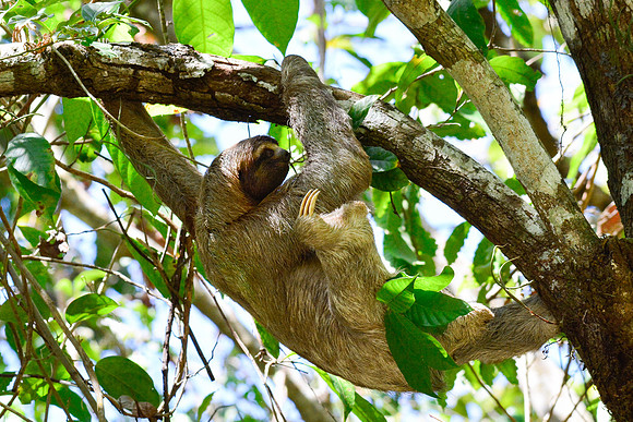 Brown-throated three-toed sloth, Manuel Antonio National Park