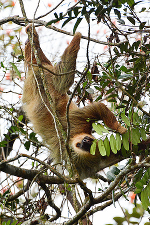 Hoffmann’s two-toed sloth beside the road from Poas Volcano National Park to Arenal