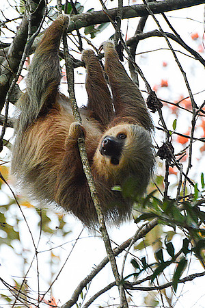 Hoffmann’s two-toed sloth beside the road from Poas Volcano National Park to Arenal