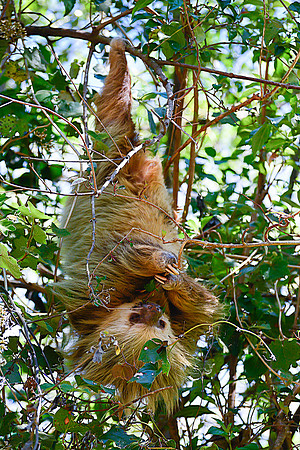Hoffmann’s two-toed sloth beside the road to Poas Volcano