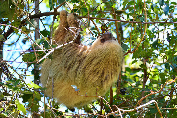 Hoffmann’s two-toed sloth beside the road to Poas Volcano