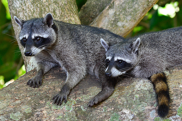 Raccoons, Manuel Antonio National Park