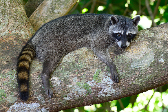 Raccoon, Manuel Antonio National Park
