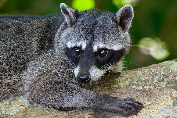 Raccoon, Manuel Antonio National Park