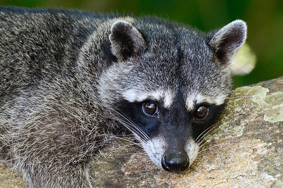 Raccoon, Manuel Antonio National Park