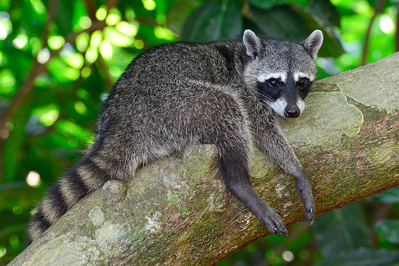 Raccoon, Manuel Antonio National Park