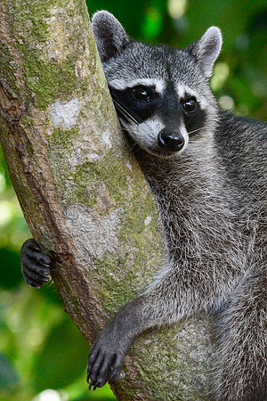 Raccoon, Manuel Antonio National Park