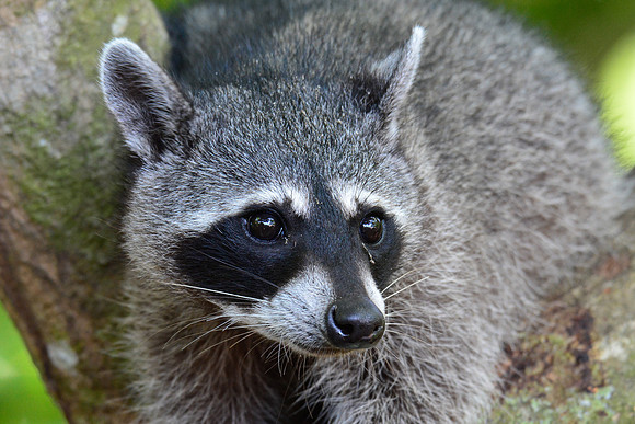 Raccoon, Manuel Antonio National Park