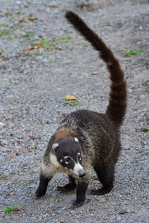 White-nosed coati beside the road from Poas Volcano National Park to Arenal