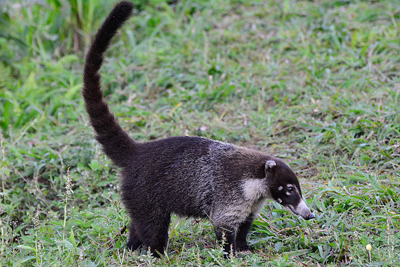White-nosed coati beside the road from Poas Volcano National Park to Arenal