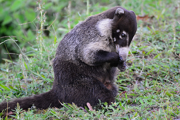 White-nosed coati beside the road from Poas Volcano National Park to Arenal