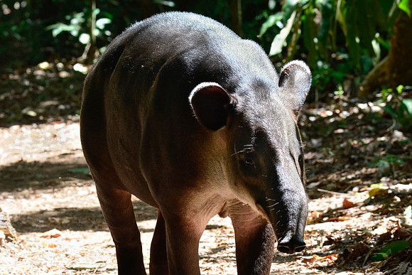 Baird's tapir, Corcovado National Park