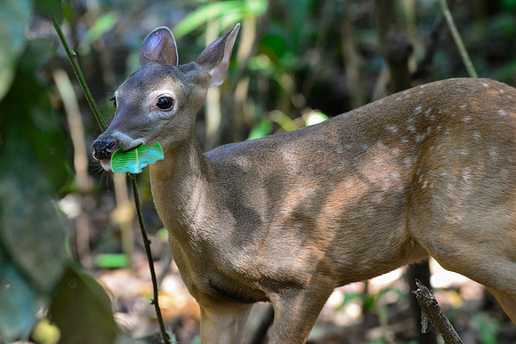 White-tailed deer, Costa Rica's national animal, Manual Antonio National Park