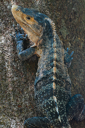 Black ctenosaur, Manuel Antonio National Park
